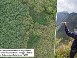 Heboh Tarif Drone di Bromo Mahal, Kini 59 Ladang Ganja Terbongkar! Netizen: Jadi Ini Alasannya...