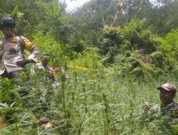 Ini Kronologi Penemuan Ladang Ganja di TN Bromo Tengger Semeru