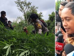 Menhut Pastikan Jajarannya Tak Terlibat dalam Penanaman Ladang Ganja di Area TNBTS