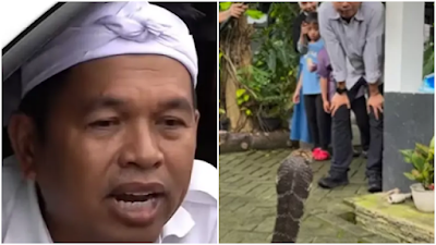 Viral Ular King Kobra Masuk ke Rumah Dedi Mulyadi, Dikaitkan dengan Hal Goib