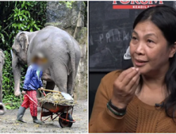 Eks Pemain Sirkus Taman Safari Ngaku Dipaksa Telan Kotoran Gajah: Langsung Dijejali ke Mulut Saya