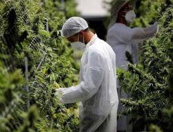 BNN Bakal Lakukan Penelitian Ganja Medis