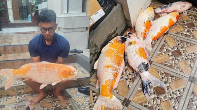 Bali Blackout, Lapor Ikan Koi dan Ternak Ayam Mati, LPK: PLN Wajib Ganti Kerugian Masyarakat!