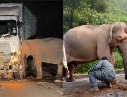 Viral Induk Gajah Ratapi Anaknya Mati Tertabrak Truk, Berdiri Tak Bergeming Semalaman