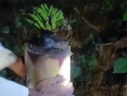 Madura Geger, Batang Pohon Pisang Bekas Bantal Jenazah Tiba-tiba Tumbuh dan Berbuah
