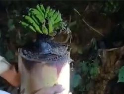 Warga Madura Geger, Batang Pohon Pisang Bekas Bantal Jenazah Tiba-Tiba Berbuah
