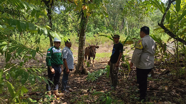 Berkah Qurban di Torete, Ketika Perusahaan Berbagi Makna Idul Adha