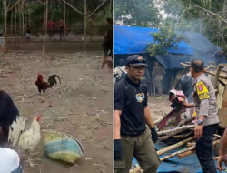 Tak Hanya PSK, Judi Sabung Ayam Juga Muncul di Sekitar IKN