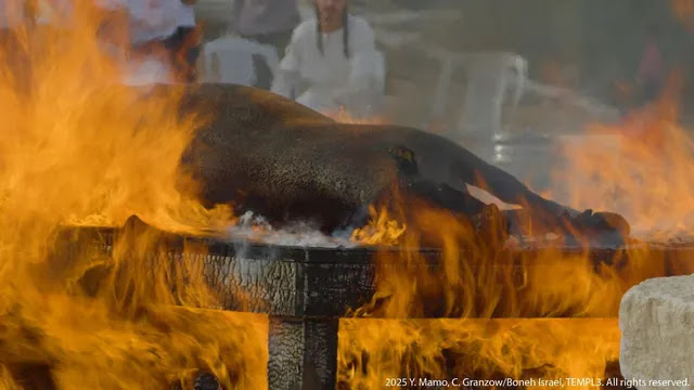 Seekor Sapi Dibakar dalam Latihan Ritual Sapi Merah di Utara Israel, Al-Aqsa Makin Terancam?