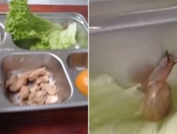 Viral Ada Siput Terekam di Menu MBG, Netizen: Makan Bareng Gary, Escargot Mahal