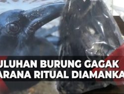 Tak Sampai Setahun Jelang Pilpres 2024, Ada Kasus Penyelundupan 51 Burung Gagak Untuk Ritual Mistis di Solo