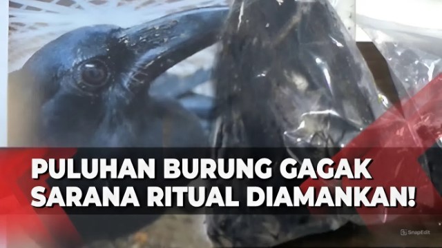 Tak Sampai Setahun Jelang Pilpres 2024, Ada Kasus Penyelundupan 51 Burung Gagak Untuk Ritual Mistis di Solo