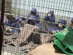 Israel Bawa Relawan dan Aktivis Sumud Flotilla ke Penjara Negev