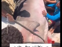 Ikan Raksasa 10 Meter Terdampar di Gaza, Apa yang Ditemukan di Dalamnya Mengejutkan!