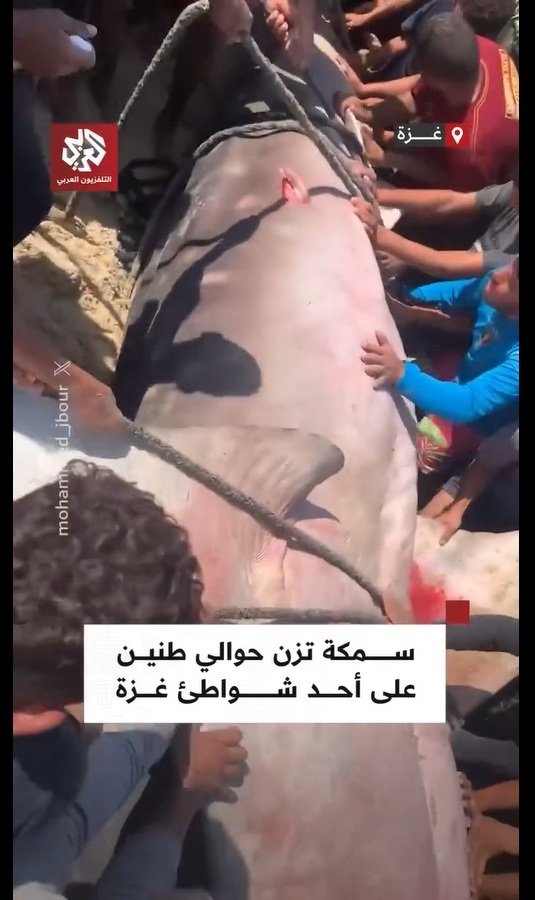 Ikan Raksasa 10 Meter Terdampar di Gaza, Apa yang Ditemukan di Dalamnya Mengejutkan!