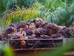 5 Emiten CPO dengan Lahan Sawit Terluas di Indonesia, No. 1 Bikin Melongo!