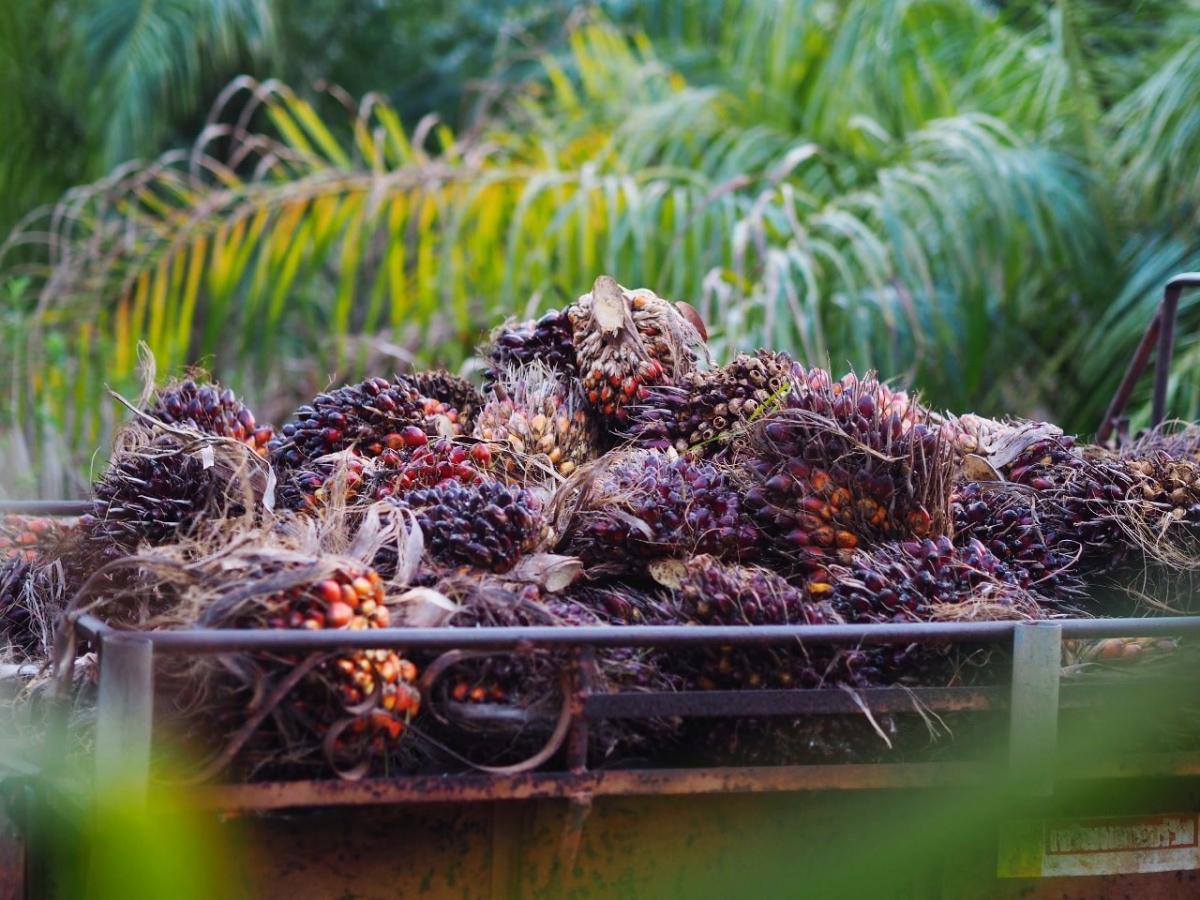5 Emiten CPO dengan Lahan Sawit Terluas di Indonesia, No. 1 Bikin Melongo!