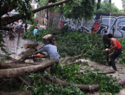 3 Pohon Tumbang di Jakarta! Ini Lokasi dan Kronologi Lengkapnya