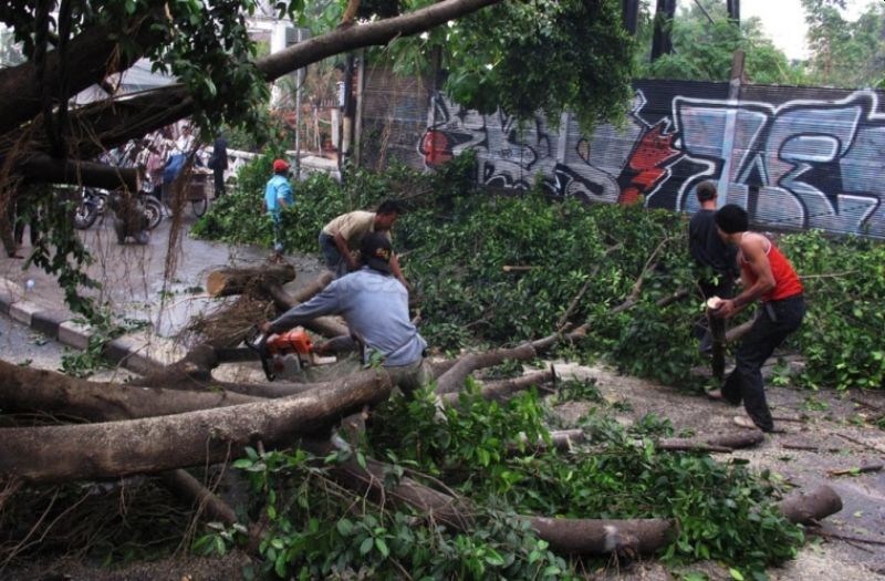 3 Pohon Tumbang di Jakarta! Ini Lokasi dan Kronologi Lengkapnya