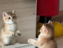 Kucing dan Manusia: Benarkah Kita Hanya Cermin Satu Sama Lain?
