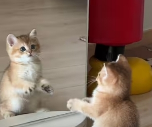 Kucing dan Manusia: Benarkah Kita Hanya Cermin Satu Sama Lain?