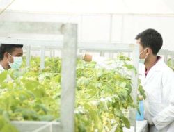Krisis Pangan Mengintai, Ini 5 Langkah Nyata Pemerintah Menjaga Stok Nasional!