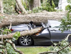 Mobil Lexus Ringsek Diterjang Pohon Tumbang di Pondok Indah, Begini Kronologi Lengkapnya!