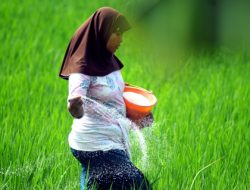 Harga Pupuk Turun 20%, Apakah Harga Beras Akan Ikut Anjlok?