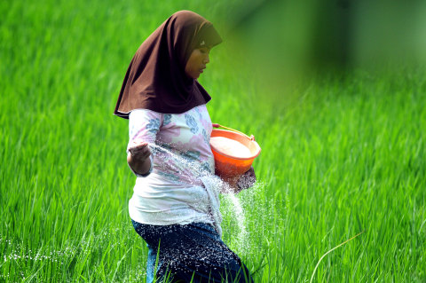 Harga Pupuk Turun 20%, Apakah Harga Beras Akan Ikut Anjlok?