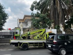 Tragis! Pohon Palem Tua Tumbang di Pondok Indah Tewaskan Pengemudi Lexus, Ternyata Ini Riwayat Kelamnya