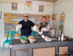 6 Ekor Elang Brontok Diselamatkan di Bakauheni, Siapakah Dalang di Balik Penyelundupan Ini?
