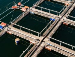 BREAKING: Lim Shrimp Org (LSO) Resmi Kuasai 25% Saham SMKM, Ini Rencana Besarnya!