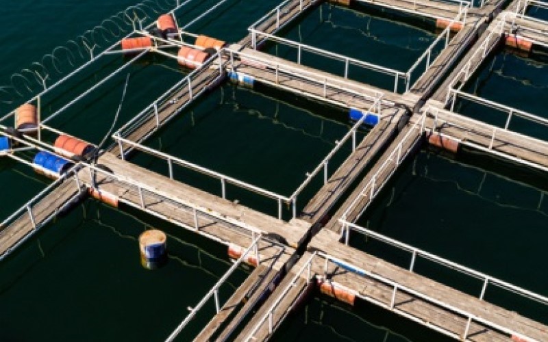 BREAKING: Lim Shrimp Org (LSO) Resmi Kuasai 25% Saham SMKM, Ini Rencana Besarnya!