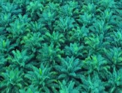 TAPG (TAPG) Cetak Laba Bersih Rp 2,68 T, Melonjak 66%! Ini Kunci Suksesnya
