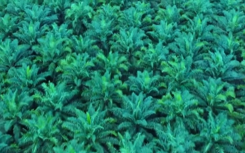 TAPG (TAPG) Cetak Laba Bersih Rp 2,68 T, Melonjak 66%! Ini Kunci Suksesnya