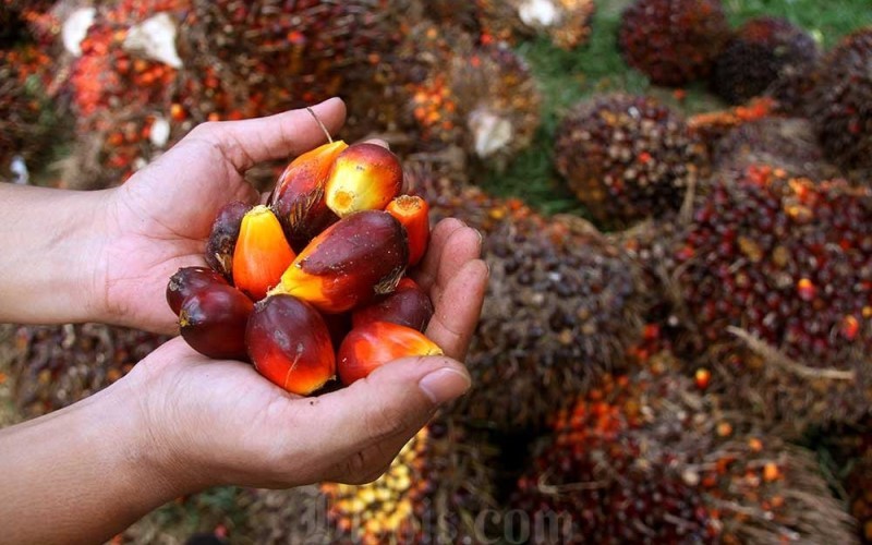 B50 Bakal Picu Lonjakan Harga CPO 2026, Ini Fakta dan Dampaknya