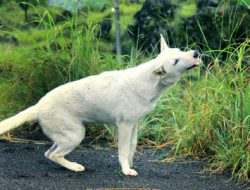 TERUNGKAP! Fakta Mengejutkan di Balik Video Viral Perdagangan Anjing di Bantul