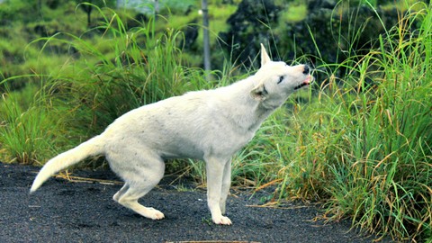 TERUNGKAP! Fakta Mengejutkan di Balik Video Viral Perdagangan Anjing di Bantul