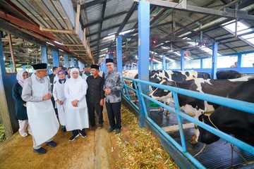 Rahasia Peternakan Pasuruan: Produksi Susu Melonjak 25 Liter/Hari & Siap Ekspor ke Eropa!