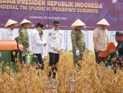 Rahasia Sukses Lampung Utara Panen Kedelai 1,2 Ton/Ha, Lampu Hijau untuk Stop Impor!