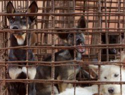 Viral Perdagangan Anjing di Bantul, Dikecam karena Ancam Kesehatan dan Desak Perda Mendesak!