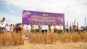 Lampung Guncang Pasar Beras Nasional! Proyeksi 800 Ribu Ton Surplus & Rahasia Kolaborasi TNI yang Bikin Petani Makmur