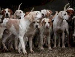 Waspada! 5 Daging Anjing di Bantul Bisa Tularkan Rabies Mematikan