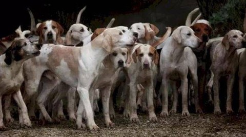 Waspada! 5 Daging Anjing di Bantul Bisa Tularkan Rabies Mematikan