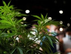 20 Ton Ganja dalam Truk Paprika: Modus Baru yang Bikin Geleng-Geleng!