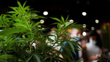 20 Ton Ganja dalam Truk Paprika: Modus Baru yang Bikin Geleng-Geleng!