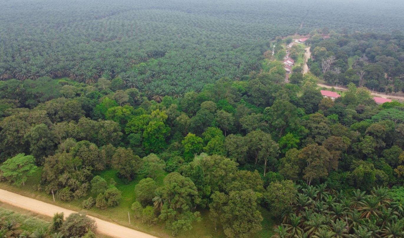 PTPN IV PalmCo & USU Vokasi Bongkar Strategi Digitalisasi 600.000 Hektar Perkebunan