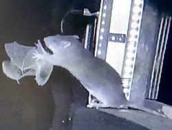 Tikus Coklat Ternyata Bisa Memangsa Kelelawar di Gua, Ini Bukti Langka yang Mengejutkan!