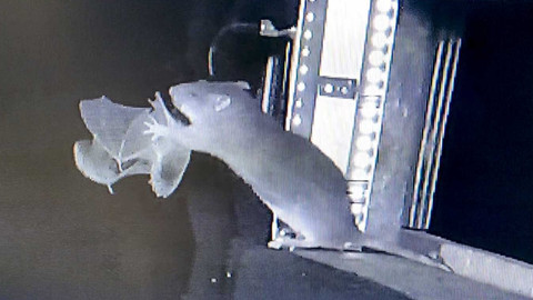 Tikus Coklat Ternyata Bisa Memangsa Kelelawar di Gua, Ini Bukti Langka yang Mengejutkan!