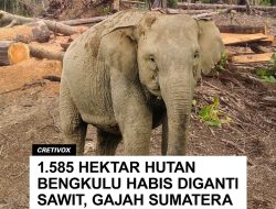 Gajah Sumatera Terancam Punah: 1.585 Hektar Habitat di Bengkulu Hilang dalam 2 Tahun!